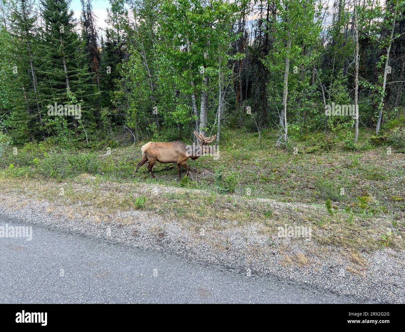 Un bosco Caribou che pascolava lungo il lato della strada su Maligne Road nel Parco Nazionale di Jaskper in Canada. Foto Stock