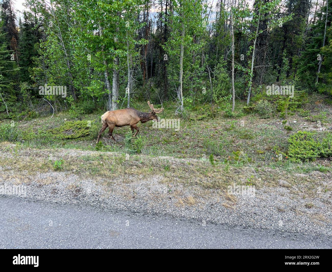 Un bosco Caribou che pascolava lungo il lato della strada su Maligne Road nel Parco Nazionale di Jaskper in Canada. Foto Stock