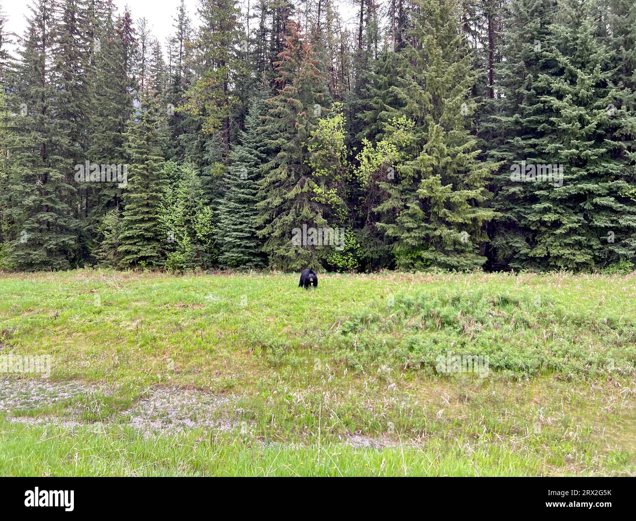 Un orso nero in un campo lungo la strada nel Kootenay National Park in Canada in una splendida giornata. Foto Stock