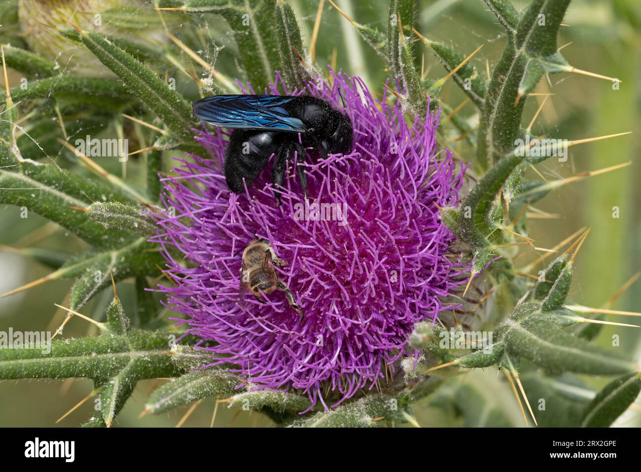 Violet Carpenter Bee (Xylocopa violacea) with a Coaast Leafcutter Bee on Thistle Flower Pyrenees Spain ES agosto 2023 Foto Stock