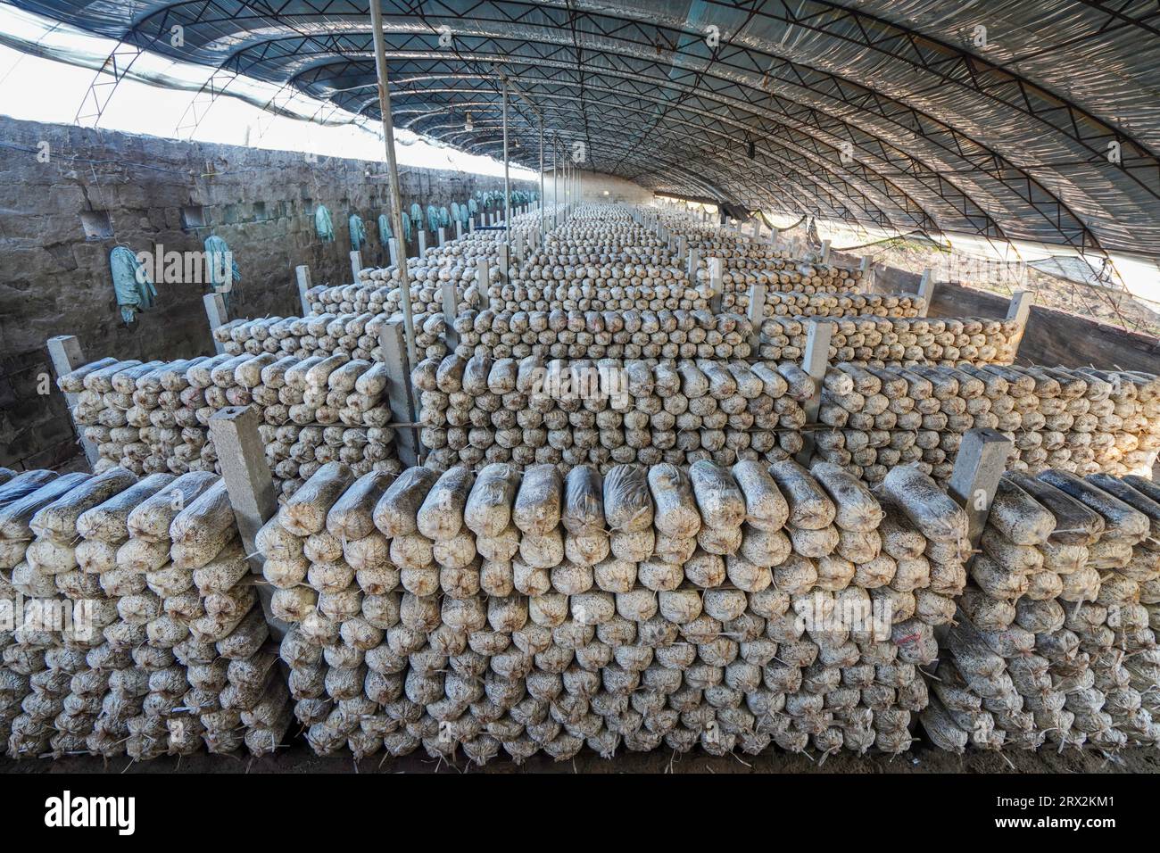 Serra per la coltivazione di funghi commestibili, Cina settentrionale Foto Stock