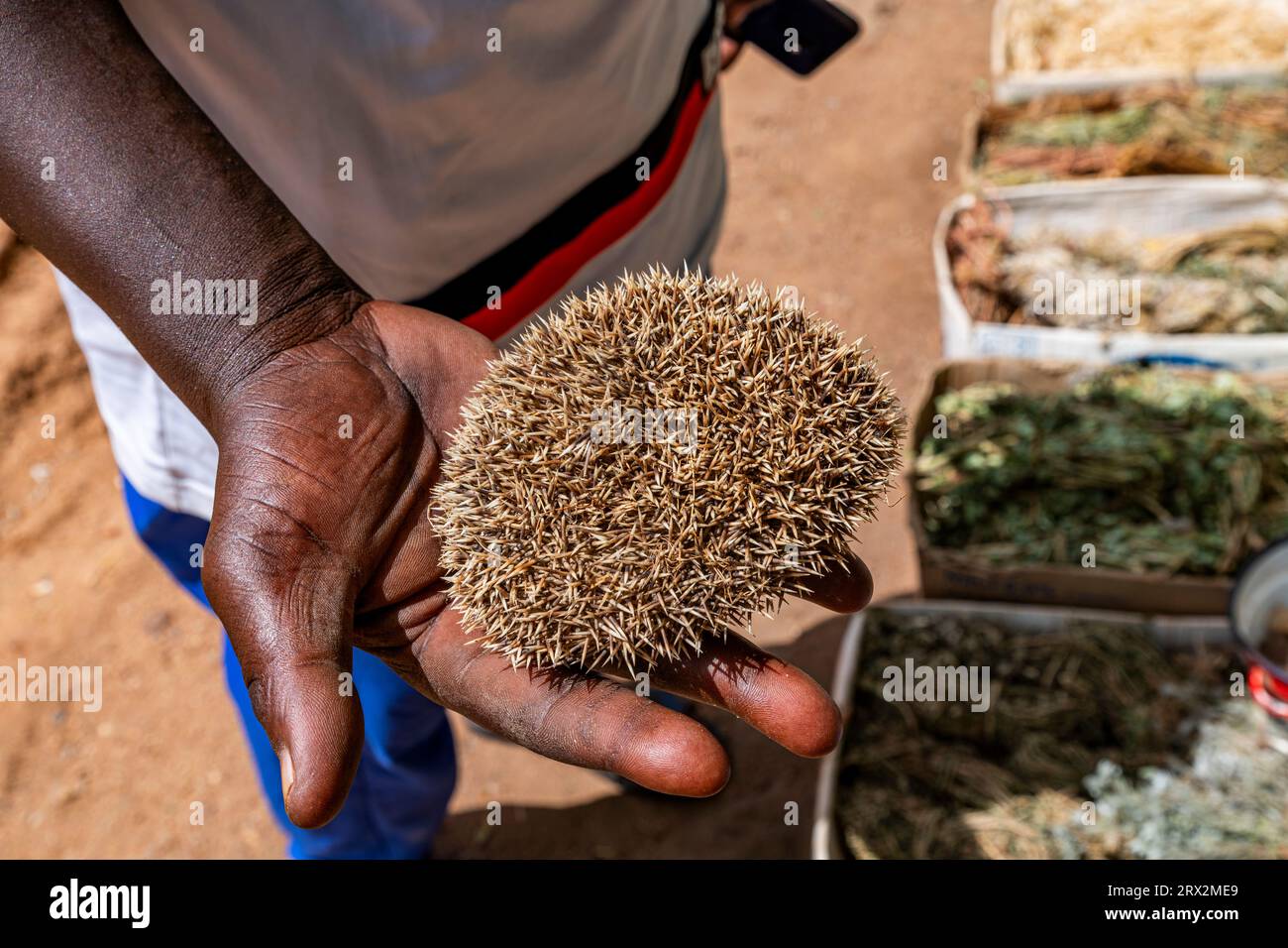 Pelli di riccio, mercato della medicina tradizionale, Garoua, Camerun settentrionale, Africa Foto Stock
