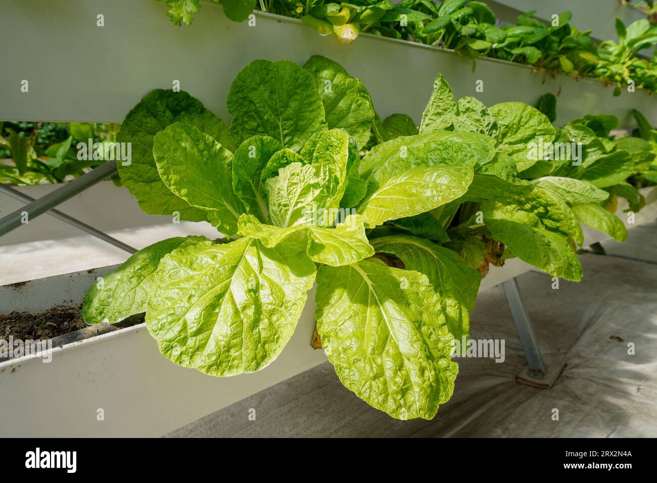 Verdure senza sodio in serra, nel nord della Cina Foto Stock