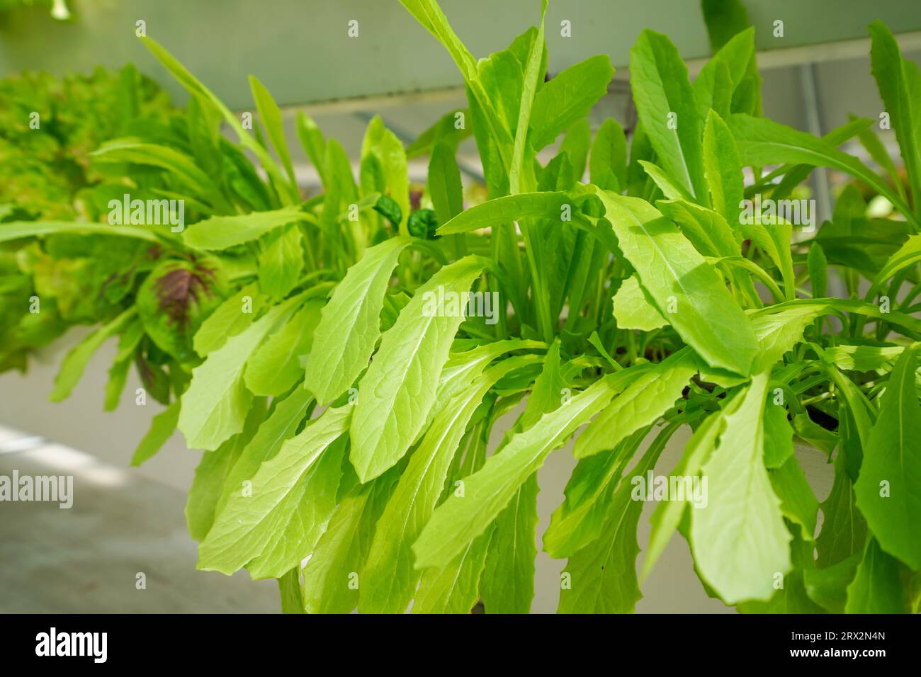 Verdure senza sodio in serra, nel nord della Cina Foto Stock