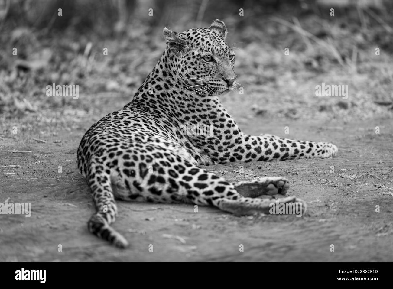 Il leopardo monocromatico si trova sul terreno rivolto verso destra Foto Stock