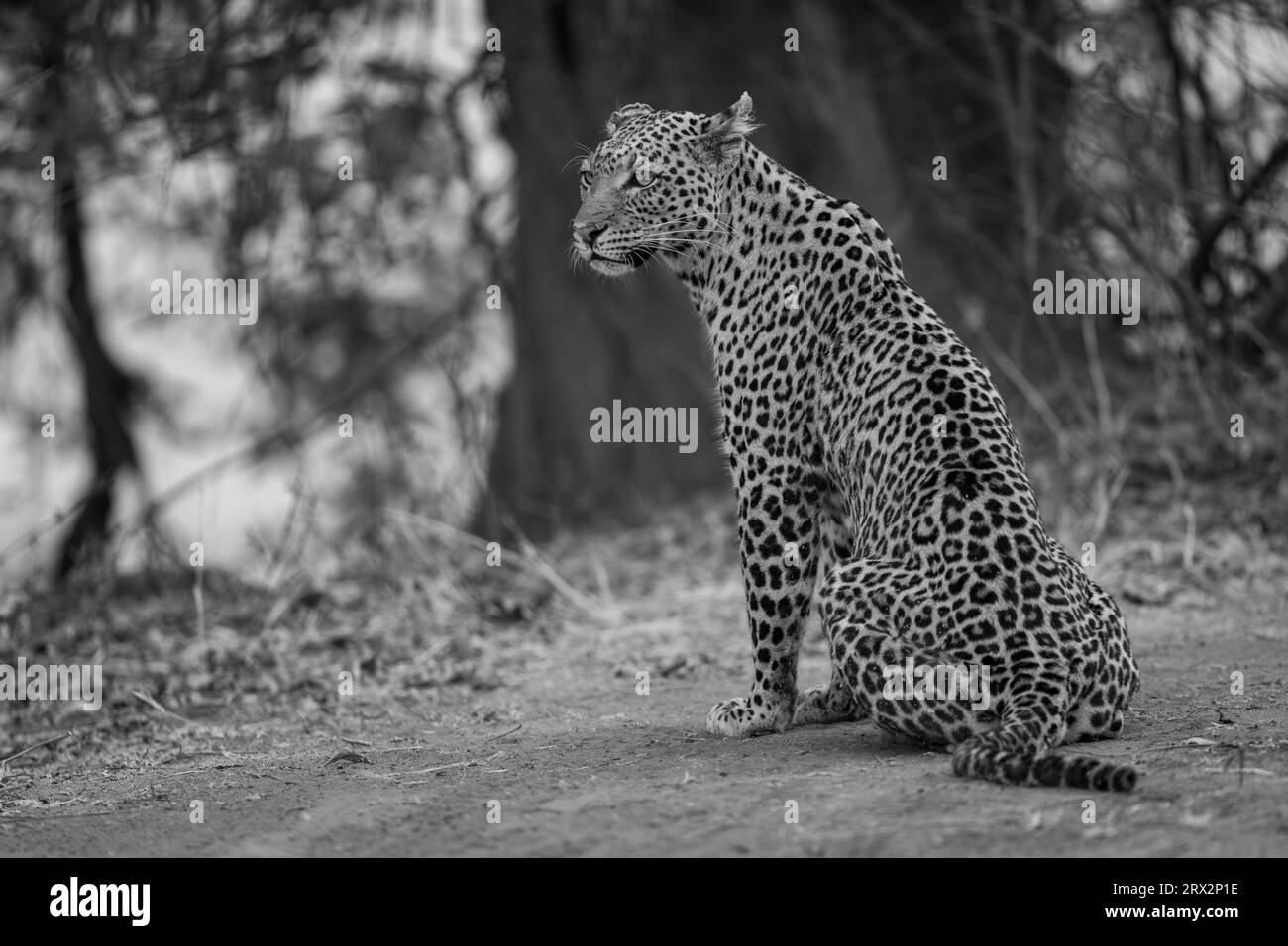 Il leopardo monocromatico si trova sul terreno vicino agli alberi Foto Stock