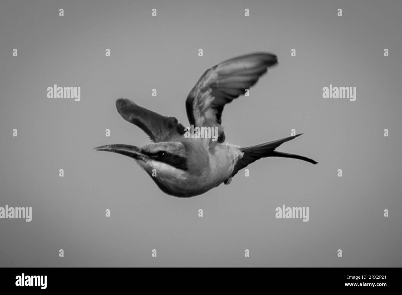 Le mosche monomarca del carmine del Sud si aprono con ali pieghevoli Foto Stock