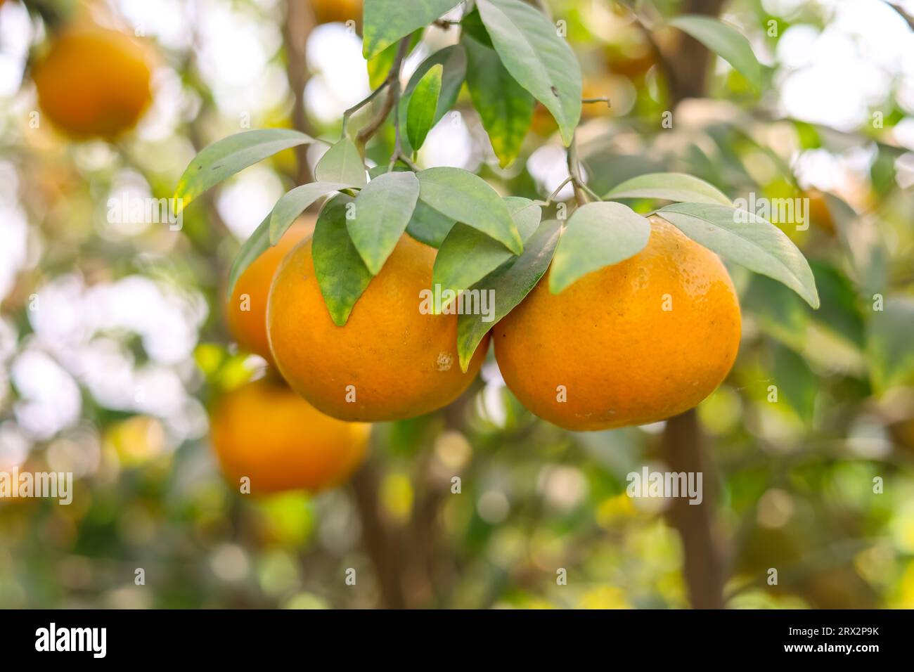 Cattura della frutta d'arancia appesa sul ramo. Arancio con frutta. Arancio sospeso. Arance mature e fresche appese al ramo. Frutta succosa Foto Stock