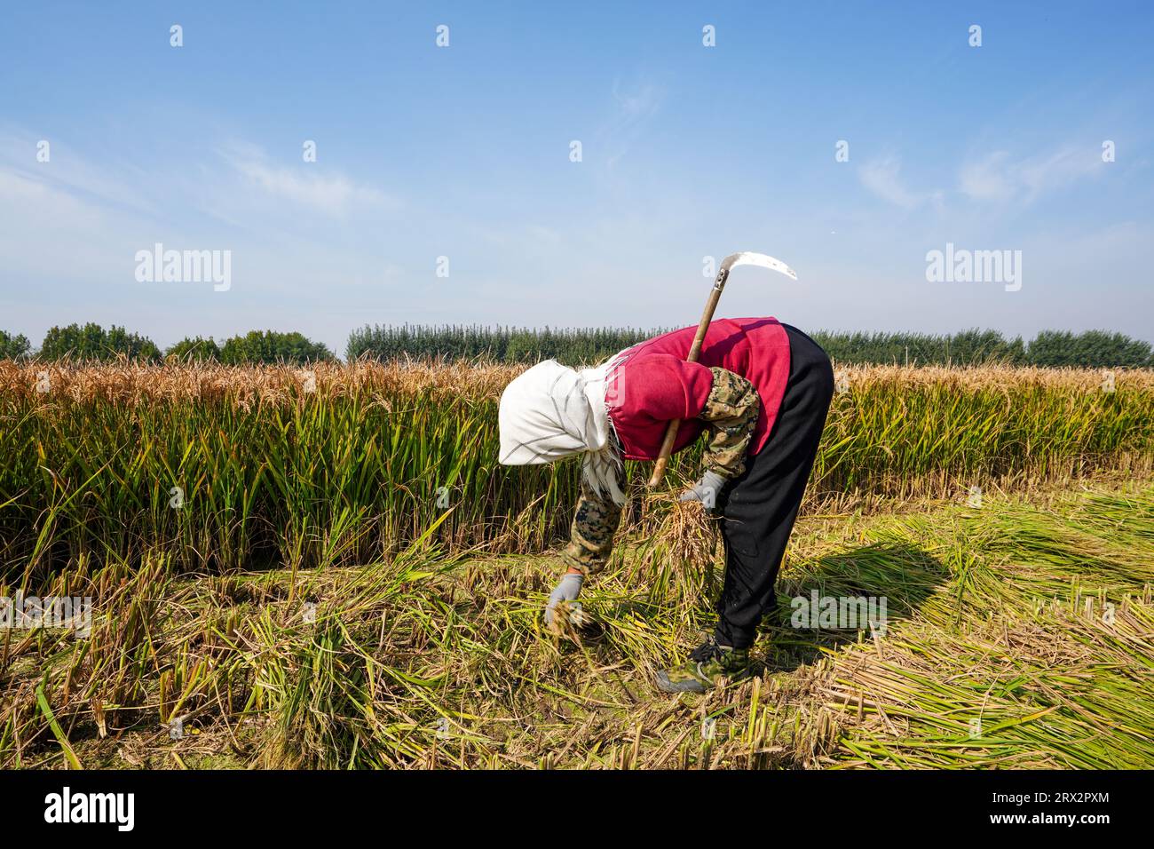 Gli agricoltori raccolgono orecchie di riso nei campi, nella Cina del Nord Foto Stock