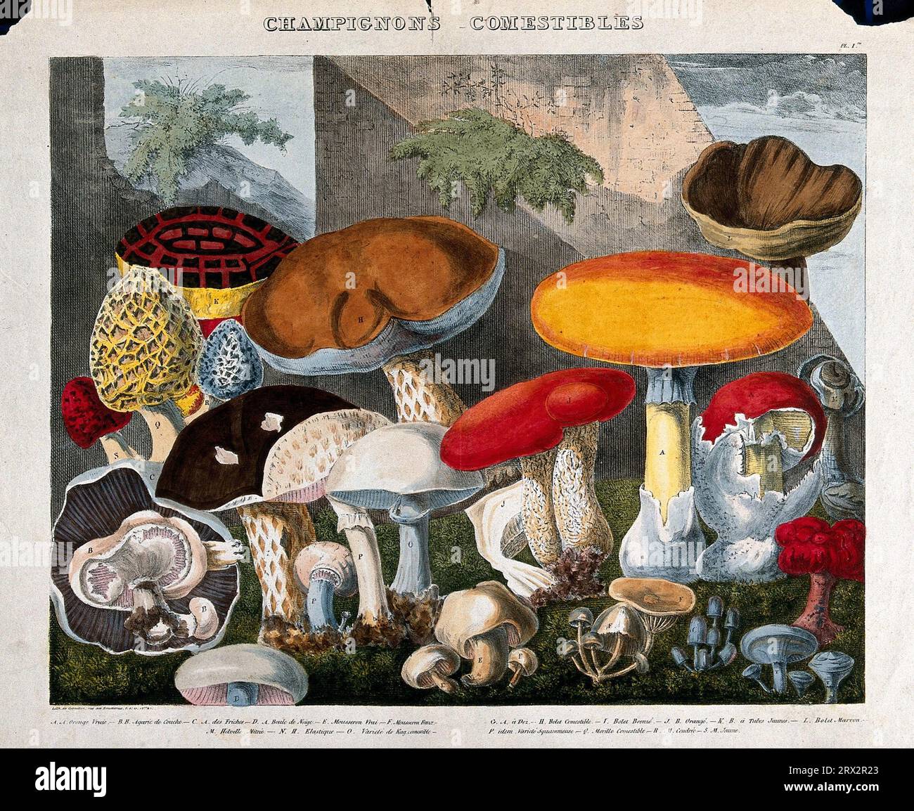 Funghi commestibili: 19 specie, comprese le specie di cavallo e funghi da campo (Agaricus), moreli (Morchella e Helvella) e Boletus. Litografia colorata con acquerello di A. Cornillon, CA. 1827, dopo Prieur Foto Stock