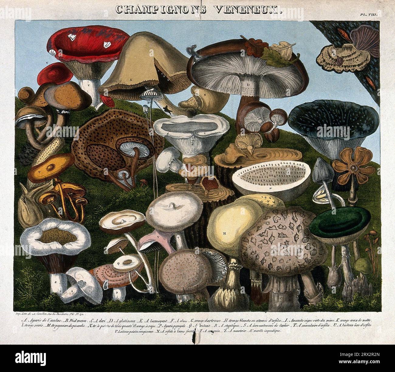 Funghi velenosi, 24 specie tra cui Agaricus, Hypophyllum e Amanita, litografia colorata con acquerello di A. Cornillon ca. 1827 dopo Prieur. Foto Stock