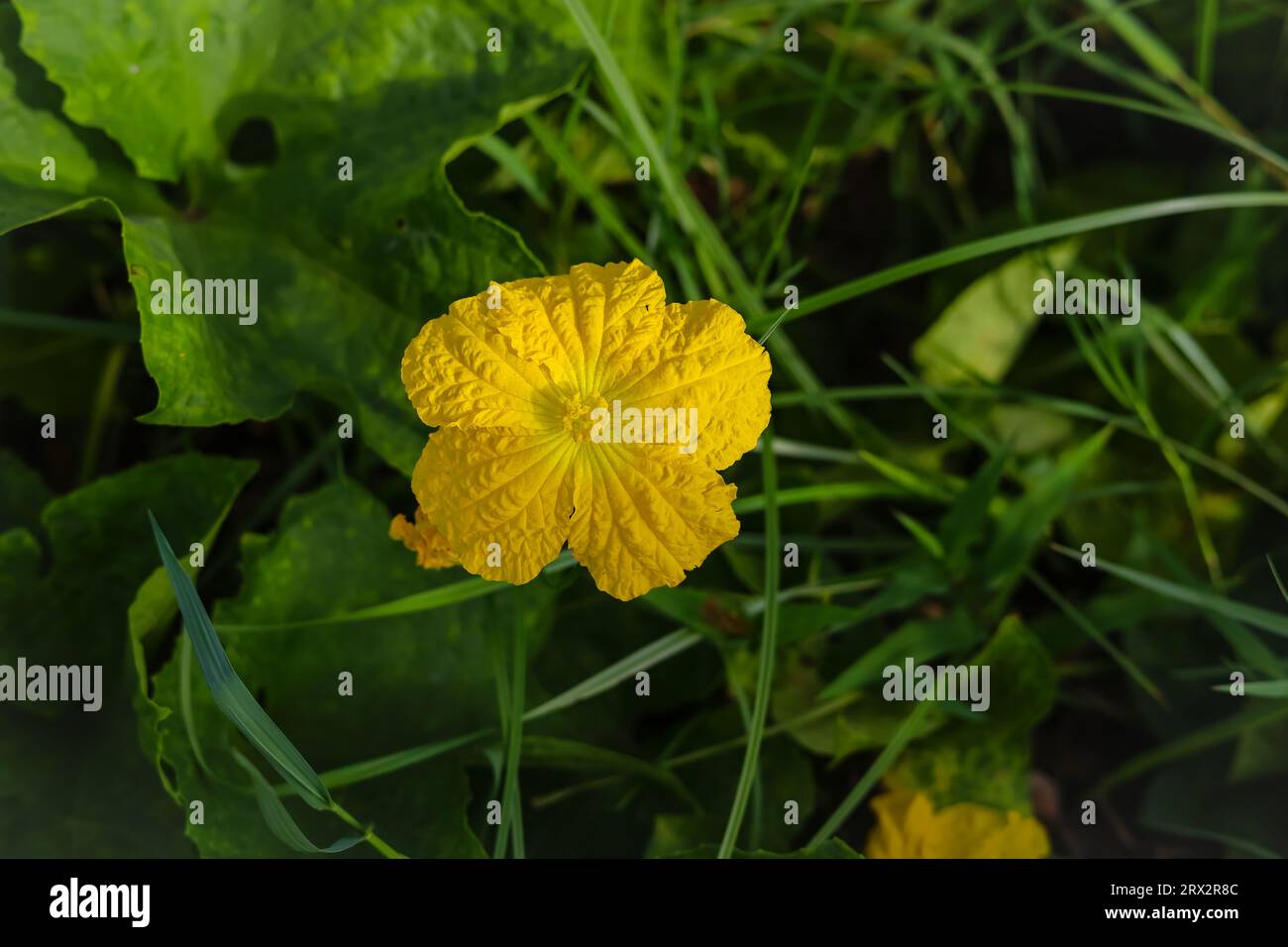 Primo piano del fiore di zucca Sponge. Fiore di zucca di spugna. Fiore di zucca a spugna gialla contro foglie verdi. Luffa aegyptiaca, la zucca di spugna, cucina egiziana Foto Stock