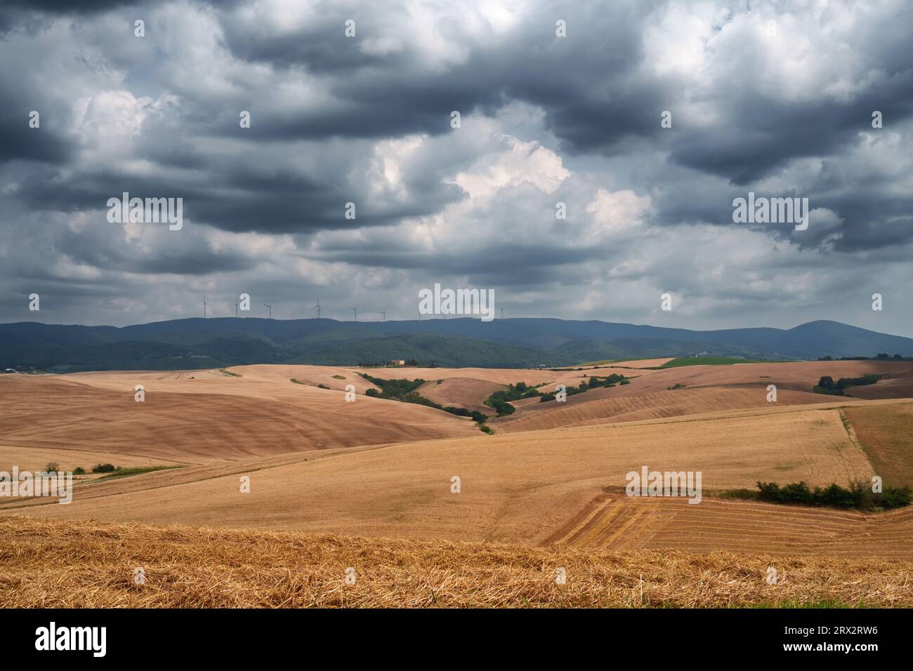 Paesaggio rurale sulle colline di Orciano Pisano, provincia di Pisa, Toscana, Italia d'estate Foto Stock