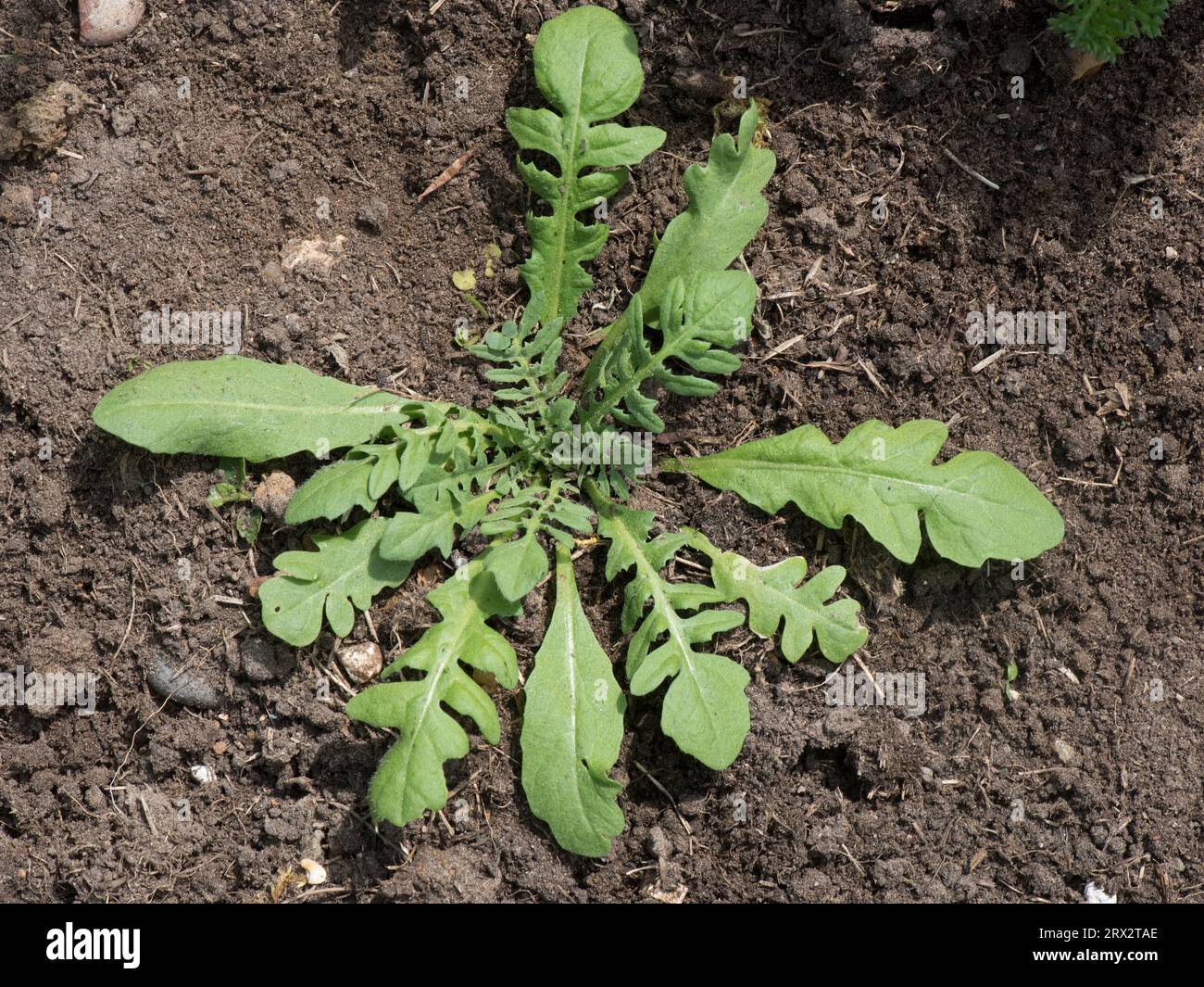 Borsa da pastore (Capsella bursa-pastoris) rosetta di foglie di piante infestanti in un letto di fiori da giardino prima della fioritura, Berkshire, giugno Foto Stock