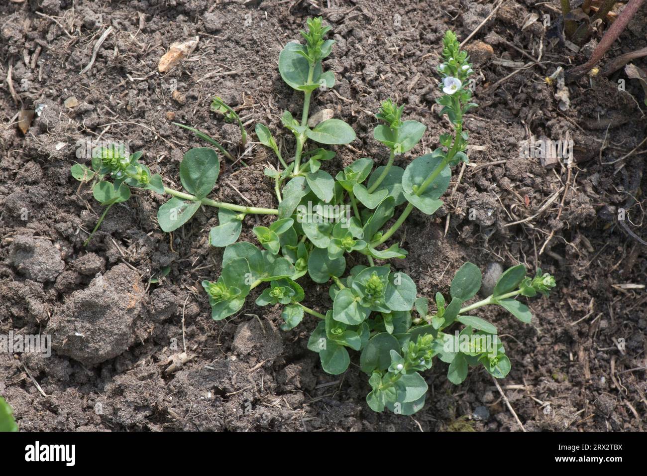 Piante prostrate in fiore di piante infestanti in un letto di fiori da giardino speedwell (Veronica serpyllifolia) in foglie di timo, Berkshire, giugno Foto Stock