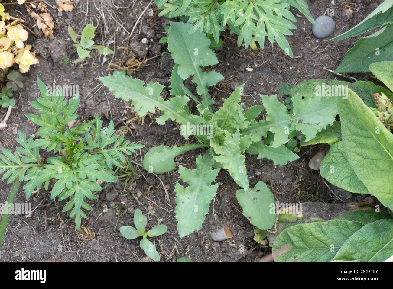 Rosetta comune di fiocchi di semina (Sonchus oleraceus) di giovani foglie di erbacce annuali erbacee in un letto di fiori da giardino, Berkshire, Regno Unito Foto Stock