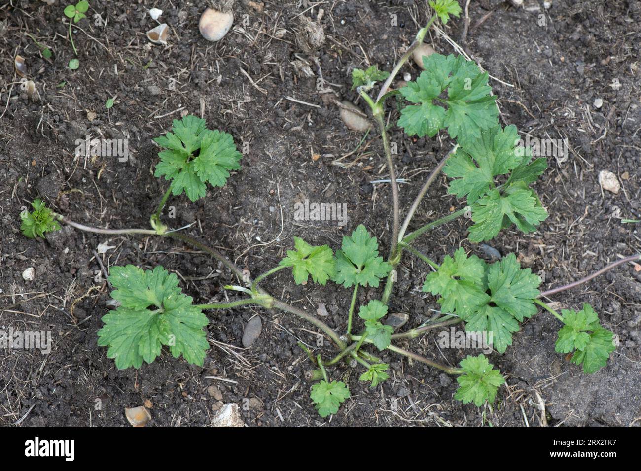 100 Clip Piegatrici Rami Per Piante | Training LST | Verde, Bianco, Rosso - Foto 6
