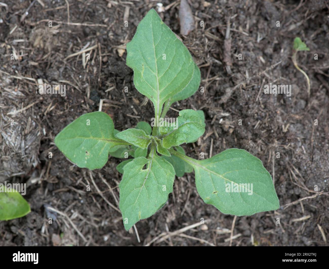 Black nightshade (Solanum nigrum) giovane pianta erbacea perenne di breve durata con foglie reali precoci in un letto di fiori da giardino, Berkshire, giugno Foto Stock