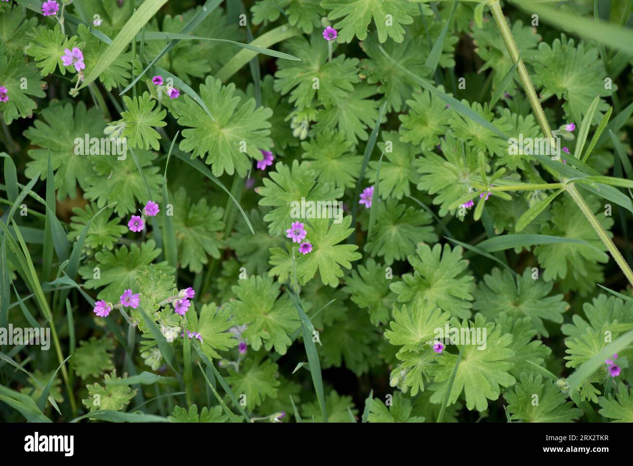 Pianta annua a fiore rosa a bassa crescita della colomba o geranio colombiano (Geranium molle) a bassa crescita in prateria corta, Berkshire, giugno Foto Stock
