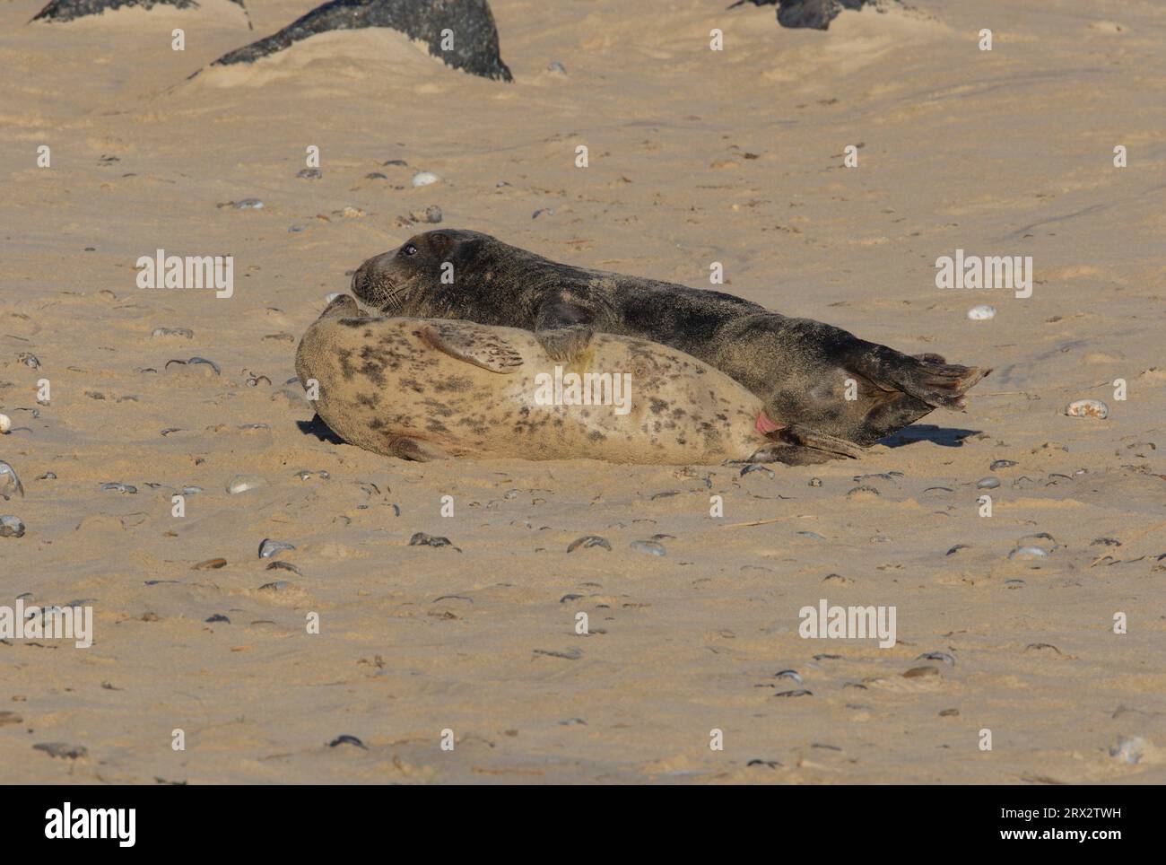 La foca grigia (Halichoerus grypus) si accoppia con toro e mucca sulla spiaggia sabbiosa di Horsey, Norfolk, Regno Unito. Dicembre Foto Stock