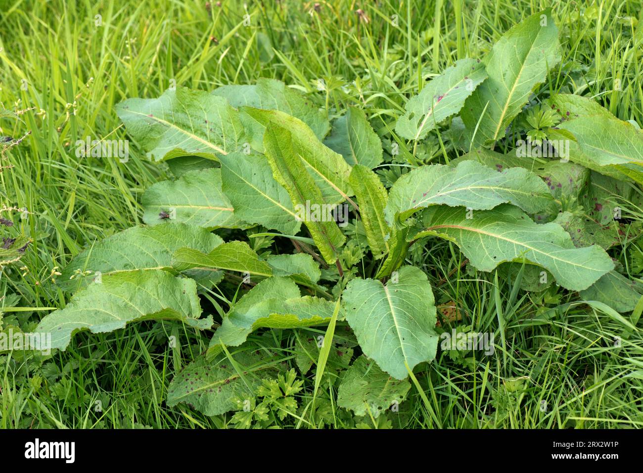 Foglie di altura a foglie larghe (Rumex obtusifolius) di piante erbacee erbacee perenni che crescono in pascoli ruvidi, Berkshire, agosto Foto Stock