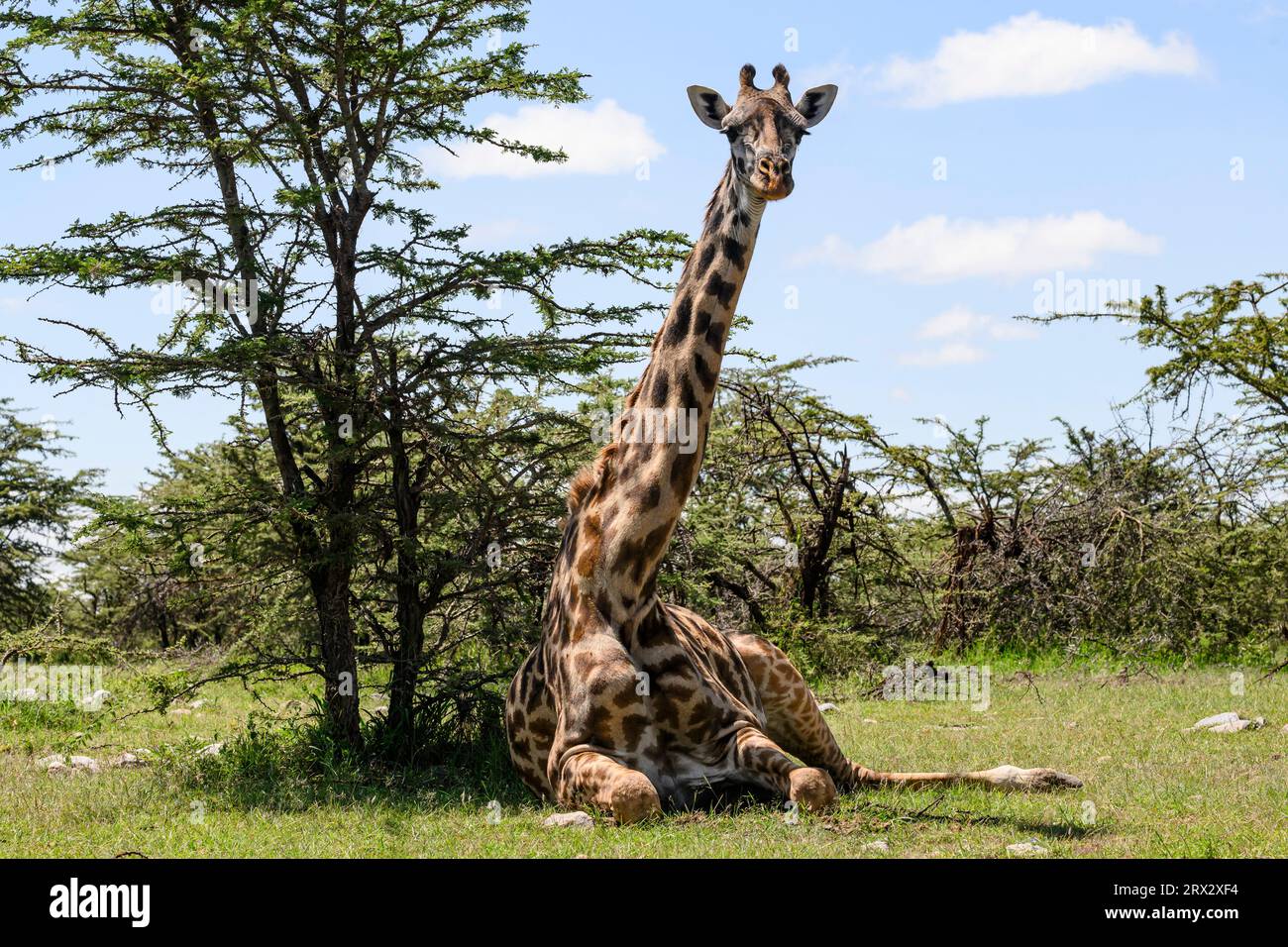Giraffa Maasai, (Giraffa Tippelskirchi), Mara North, Kenya, Africa orientale, Africa Foto Stock