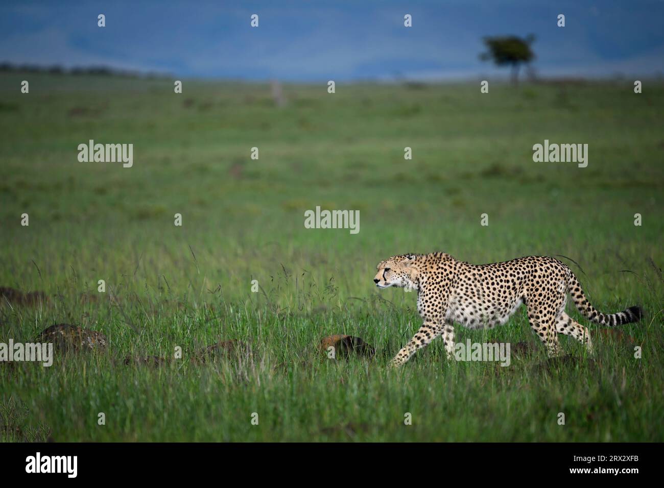 Cheetah (Acinonyx jubatus), Mara North, Kenya, Africa orientale, Africa Foto Stock