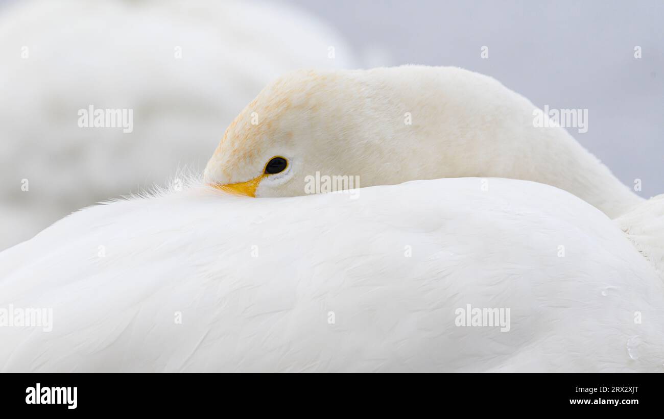 Whooper Swan (Cygnus cygnus), Kussaro Lake, Hokkaido, Giappone, Asia Foto Stock