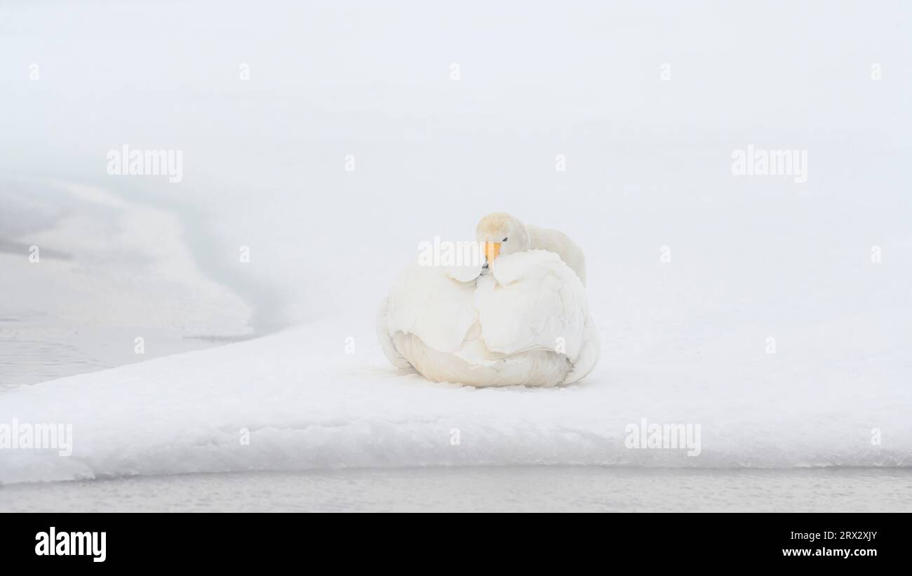 Whooper Swan (Cygnus cygnus), Kussaro Lake, Hokkaido, Giappone, Asia Foto Stock