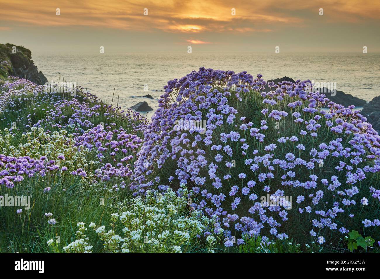 Rosa marino (Thrift) (Armeria maritima), in fiore primaverile al tramonto, sulle scogliere di Hartland Quay, sulla costa settentrionale di Devon, Inghilterra, Regno Unito Foto Stock