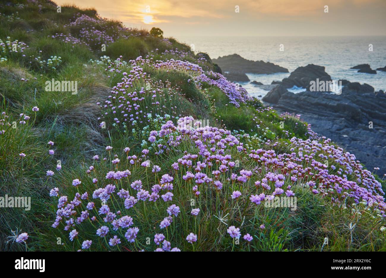 Rosa marino (Thrift) (Armeria maritima), in fiore primaverile al tramonto, sulle scogliere di Hartland Quay, sulla costa settentrionale di Devon, Inghilterra, Regno Unito Foto Stock