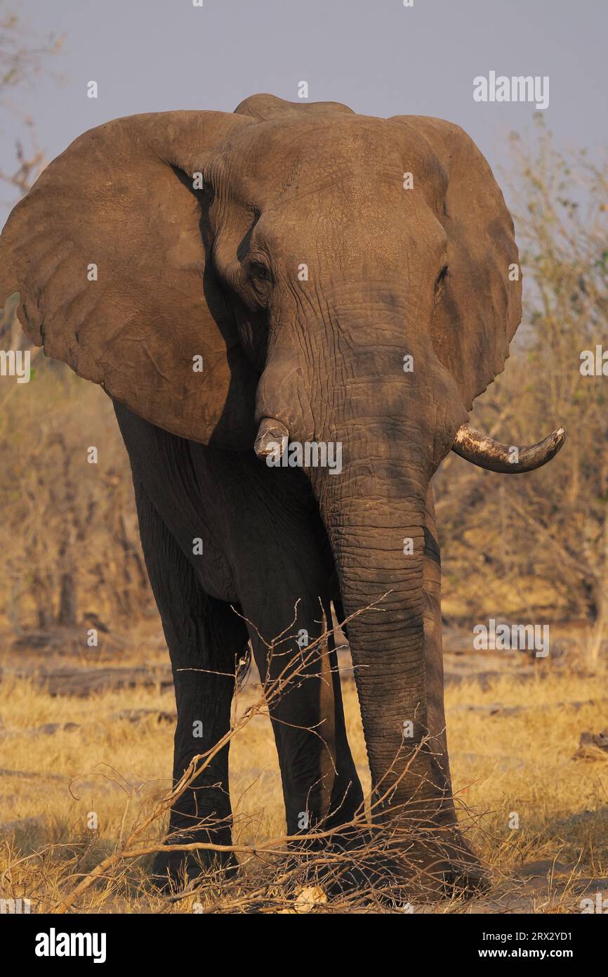 Il Delta dell'Okavango è attualmente una delle principali roccaforti in Africa per questa specie iconica. Foto Stock