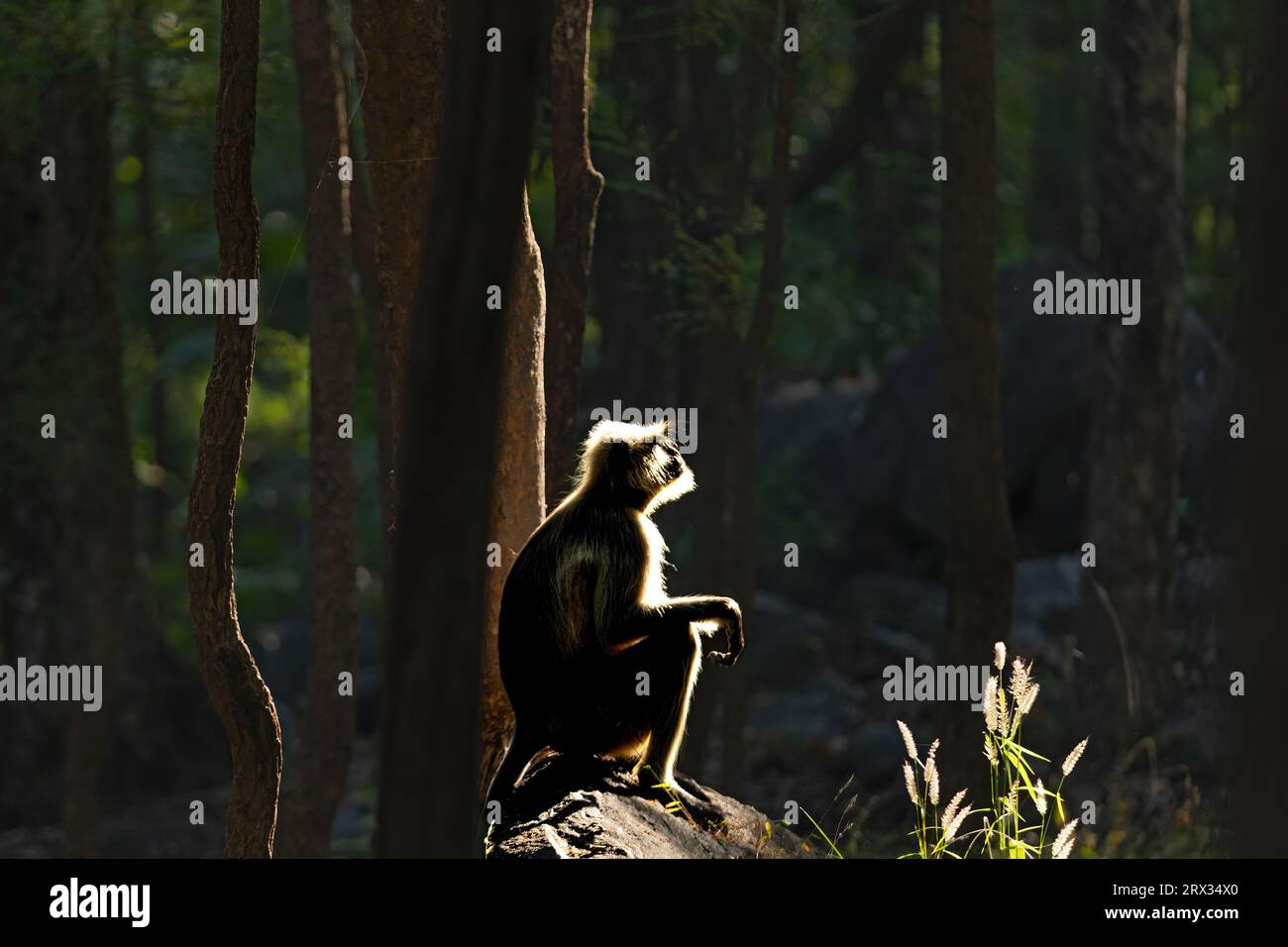 Langur grigio o langur nero langur grigio chiaro sul bordo Foto Stock