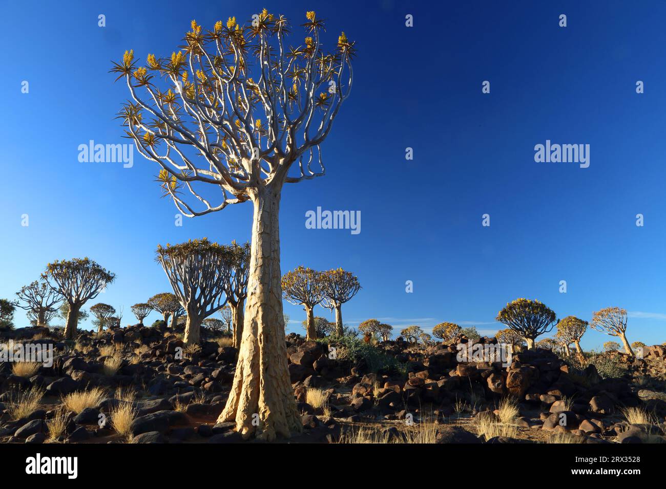 Foresta di alberi di quiver, Keetmanshoop, Namibia meridionale, Africa Foto Stock