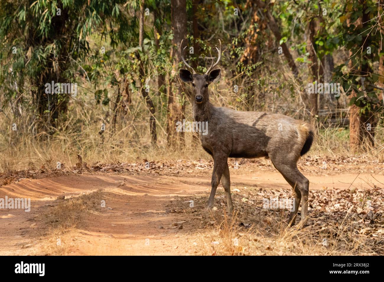 Bandhavgarh National Park, Madhya Pradesh, India, Asia Foto Stock