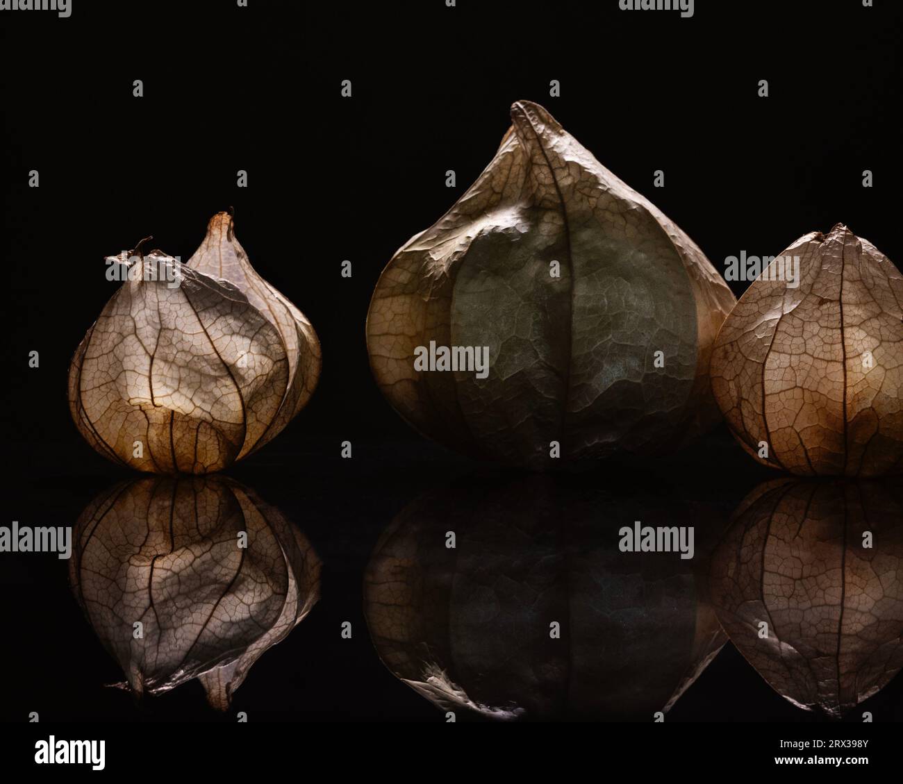 Tre frutti di tomatillo nelle loro bucce su una base nera riflettente Foto Stock