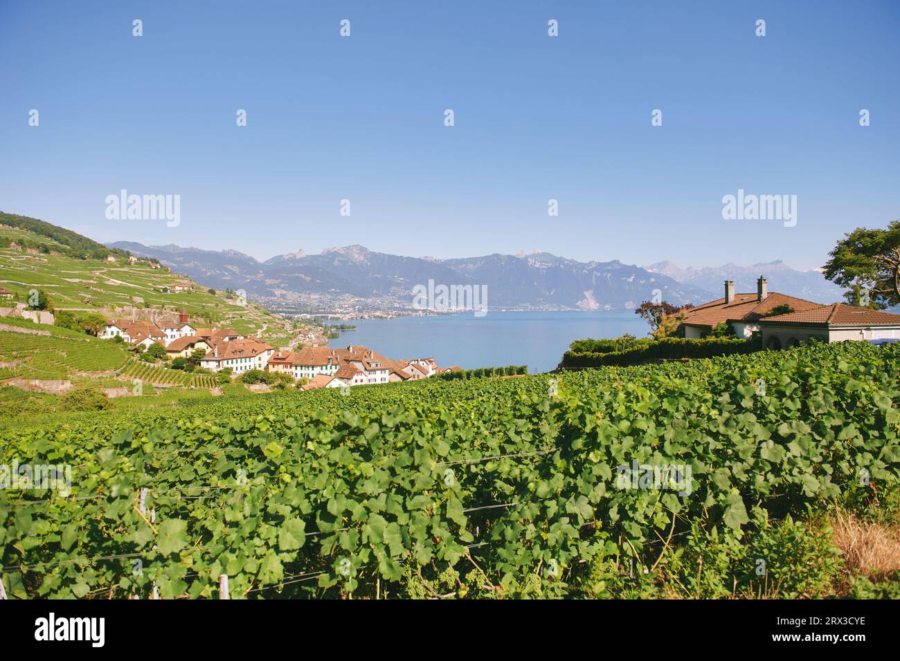 Terrazze di vigneti al Lago di Ginevra in estate, Lavaux, Vaud, Svizzera Foto Stock
