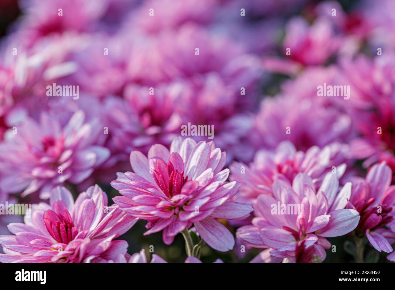 bellissimi cespugli di fiori crisantemo, colori rosa da vicino Foto Stock