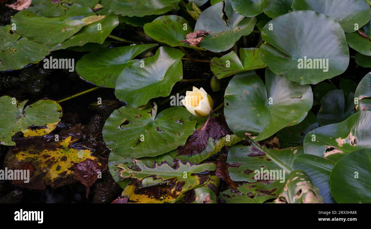 Bellissimo giglio bianco sull'acqua Foto Stock