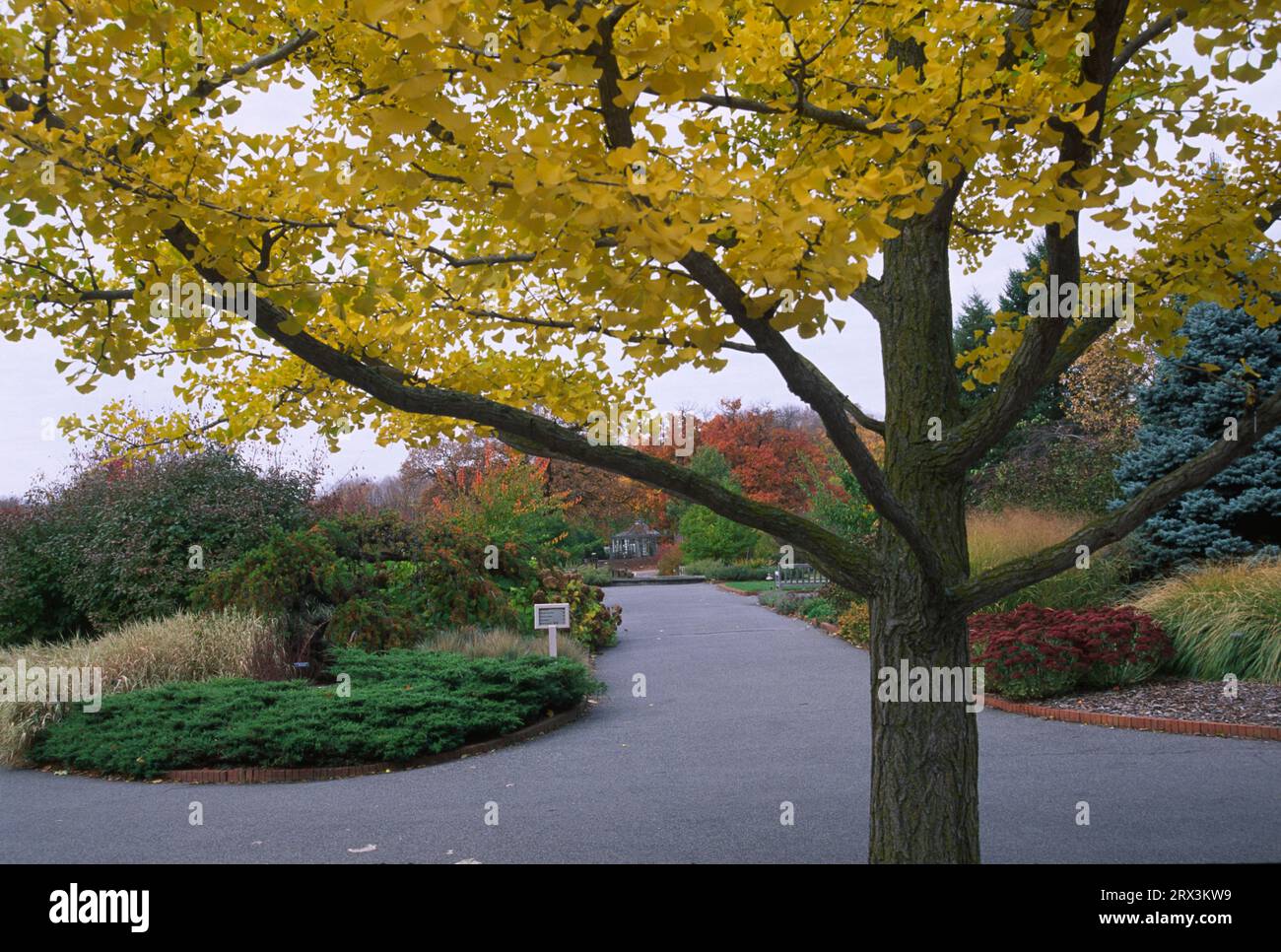 Ginkgo, Minnesota Landscape Arboretum, Chanhassen, Minnesota Foto Stock