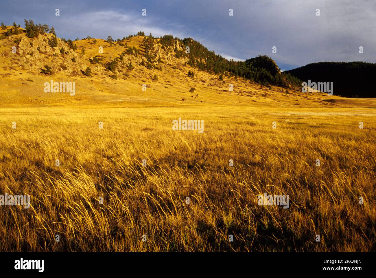 Ranchland, Missouri River Recreation Road, Lewis & Clark County, Montana Foto Stock