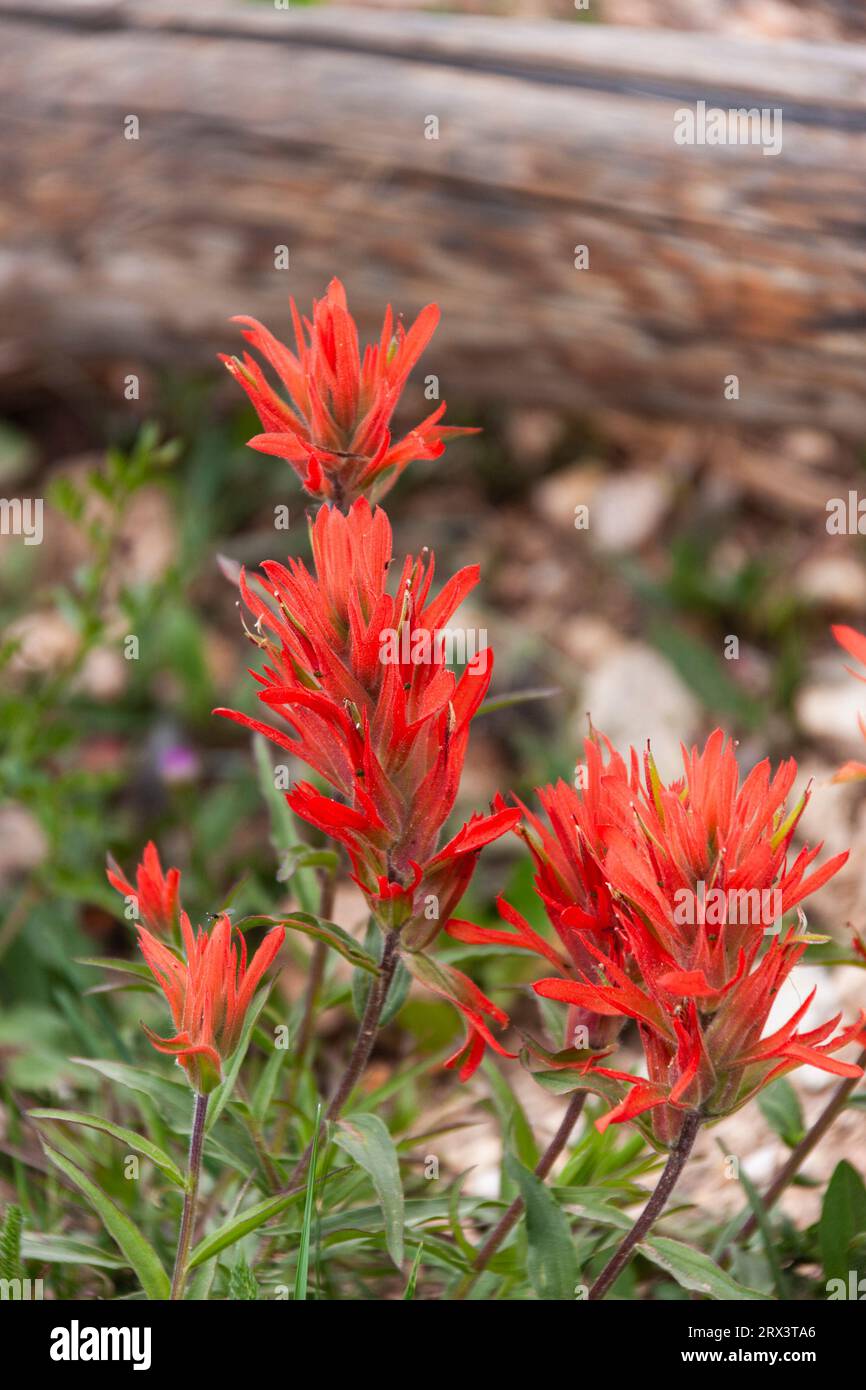 Scarlet Indian Paintbrush wildflower, Castilleja miniata), nel Cedar Breaks National Monument nello Utah. Chiamato anche Giant Red Indian Paintbrush. Foto Stock