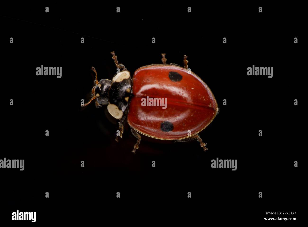 Adalia bipunctata genere Adalia Family Coccinellidae ladybird a due punti ladybug a due macchie carta da parati per insetti selvatici, fotografia, immagine, wallpape Foto Stock