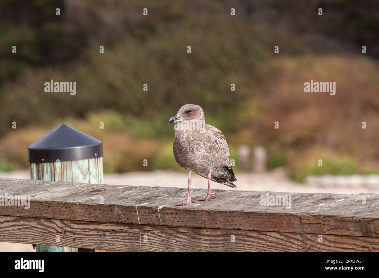 Primo Western Gull invernale, Larus occidentalis, sul molo della Point Arena sulla costa pacifica di Norhtern, California. Foto Stock