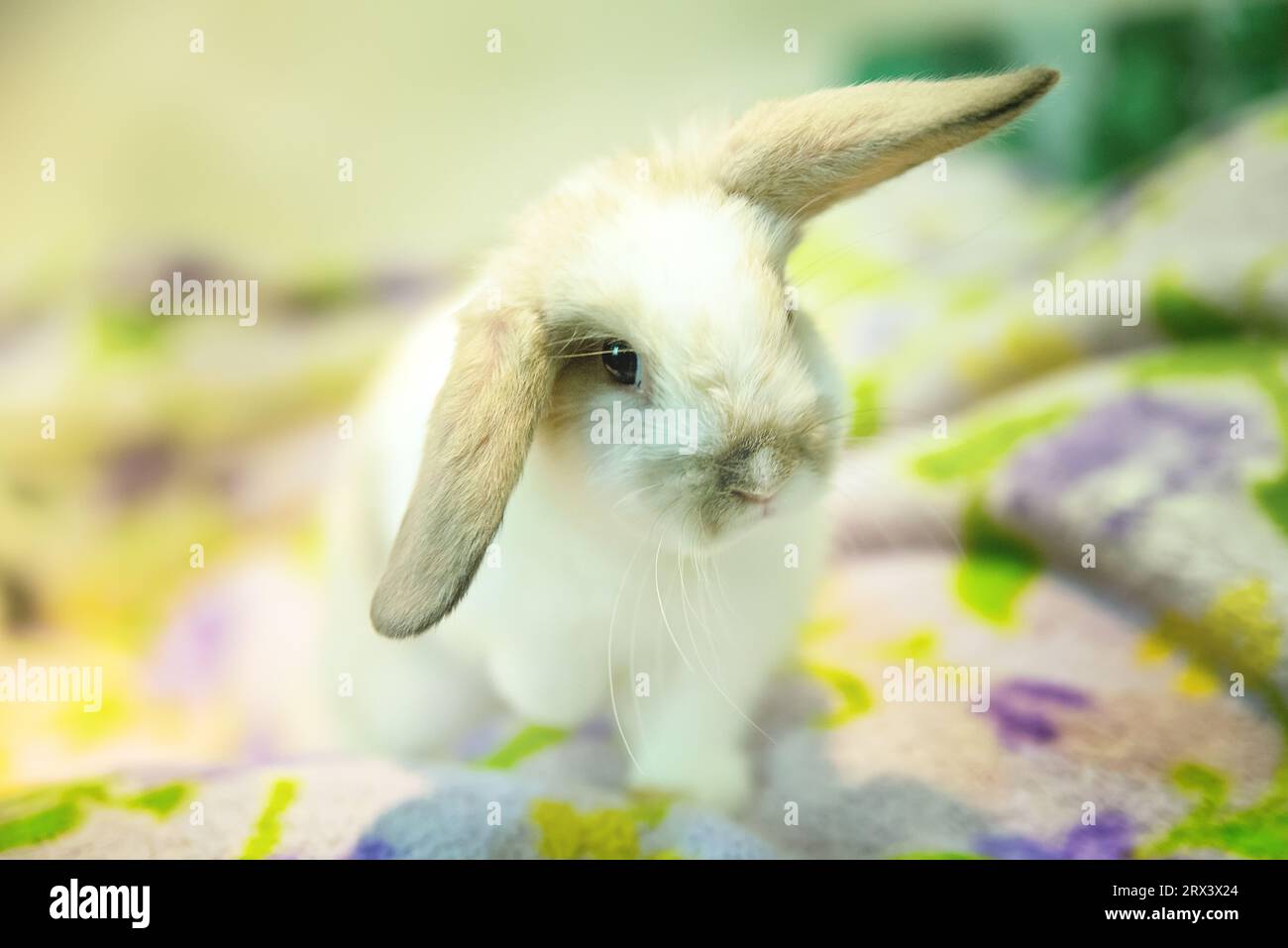 Coniglio bianco a letto. Coniglio decorativo per la casa all'aperto. Piccolo coniglio. easter bunny. Foto Stock