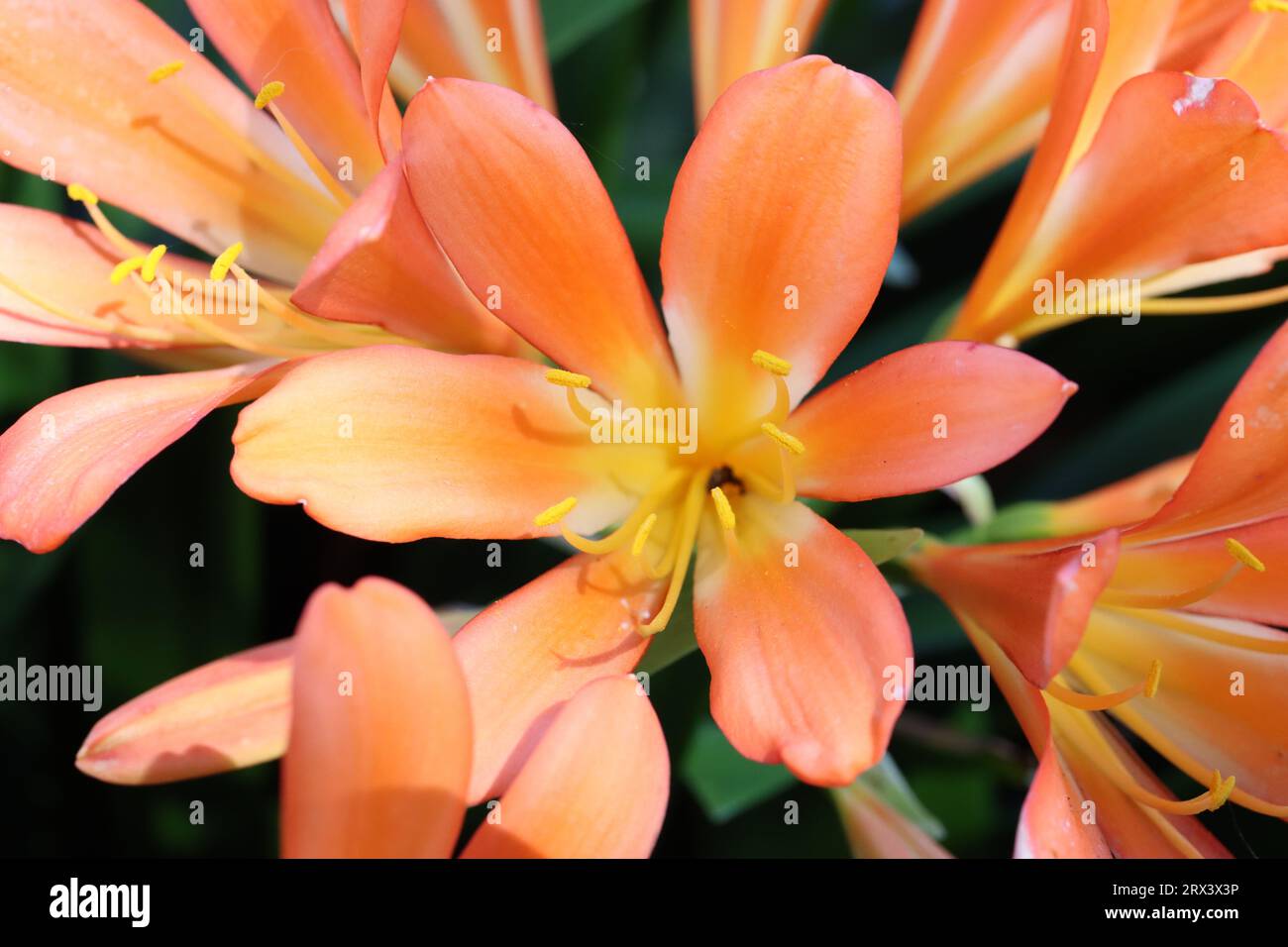 Clivias miniatas Foto Stock