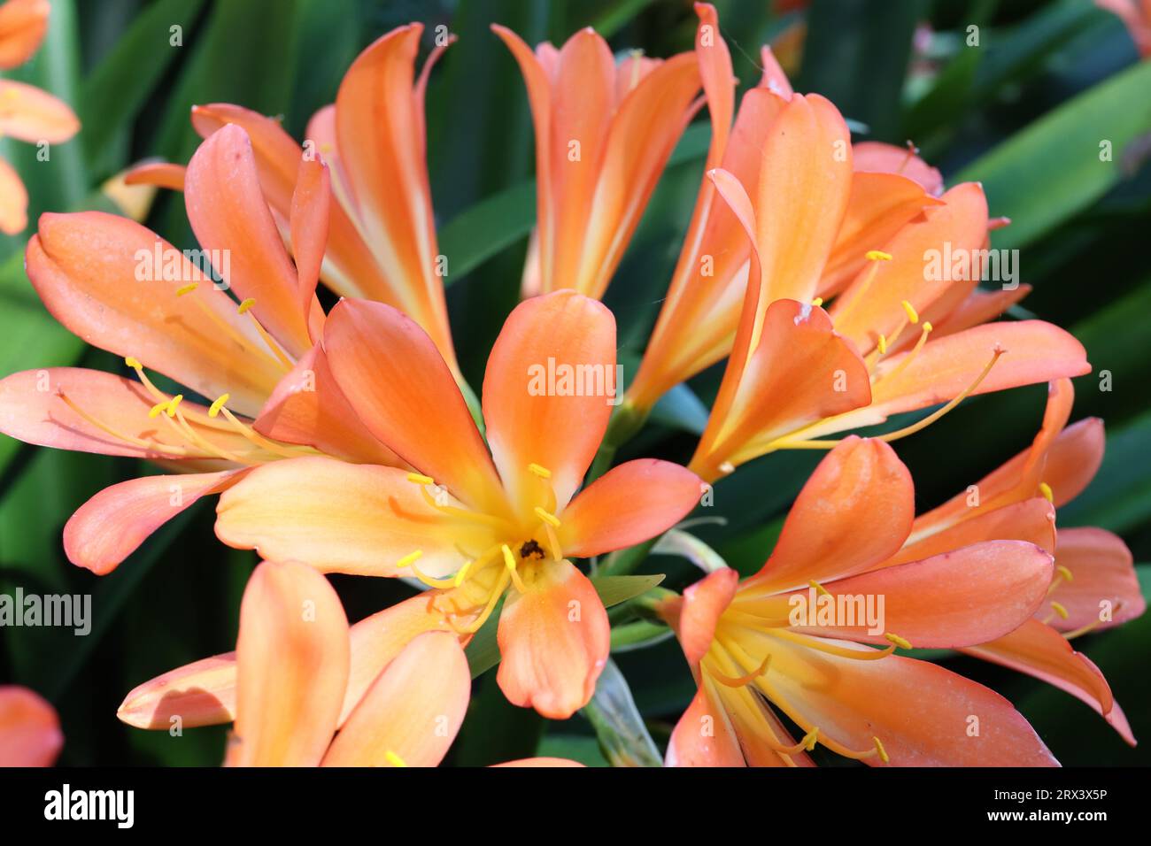 Clivias miniatas Foto Stock