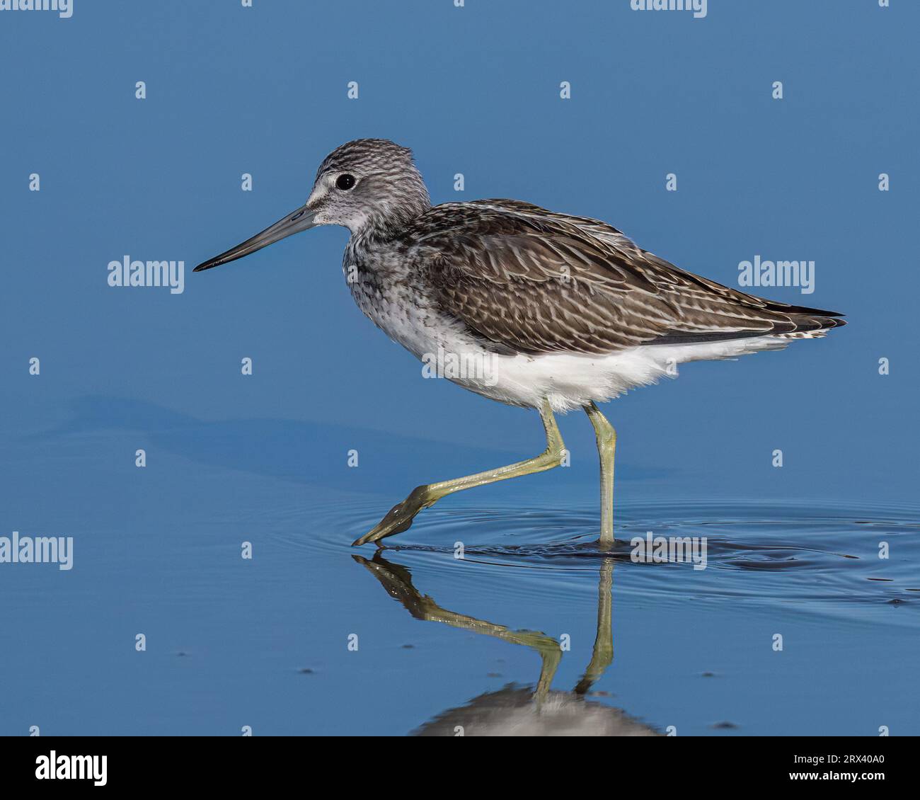 Tringa nebularia Foto Stock