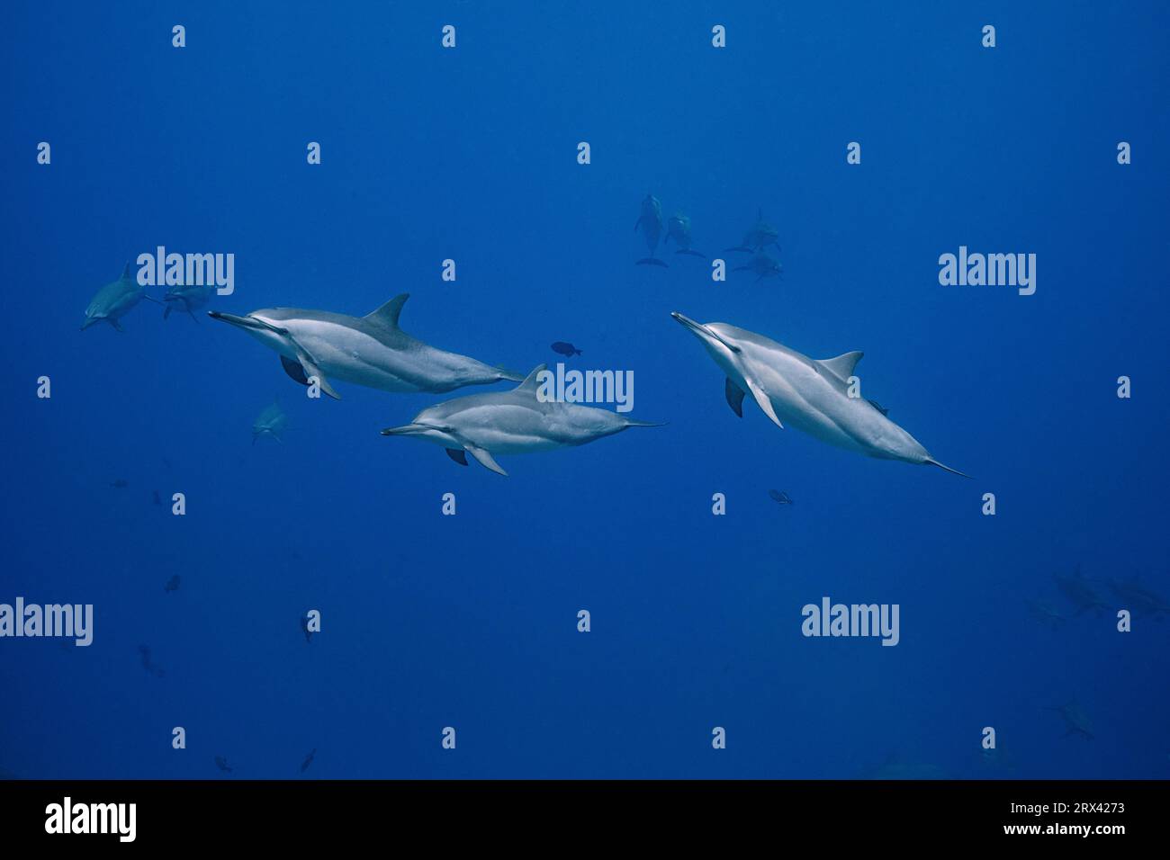 Delfini spinner hawaiani o delfino spinner Gray, Stenella longirostris longirostris, Honokohau, North Kona, Hawaii ( The Big Island ), USA Foto Stock