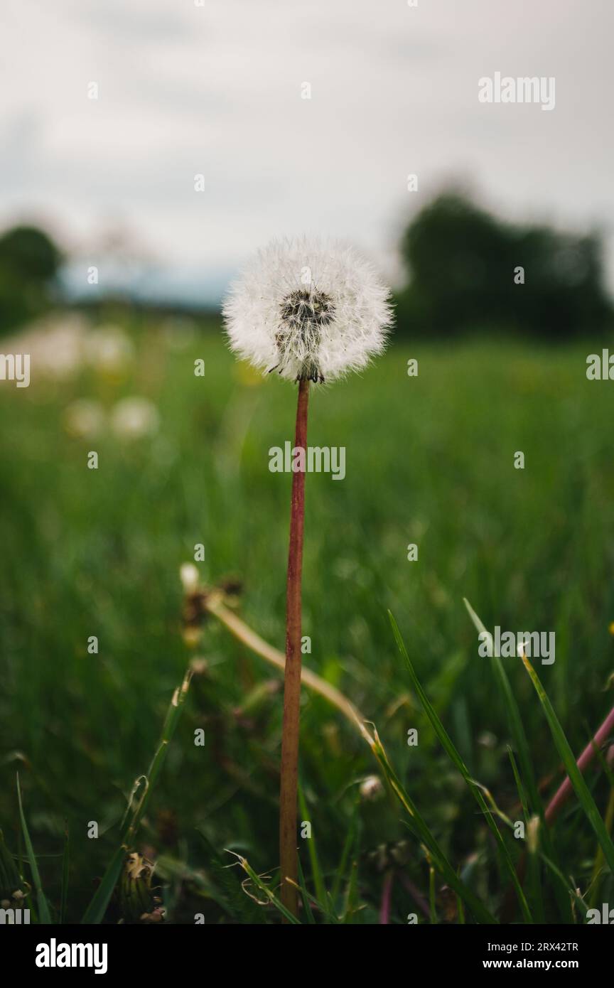 Tarassino bianco soffice a fine stagione con prato verde. La foto verticale del tarassio fiorito in natura cresce dall'erba verde. Foto Stock